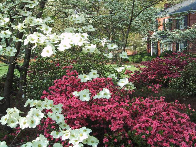 Azaleas and dogwoods sm.jpg