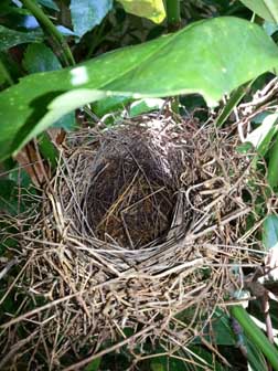 Cardinal nest empty.jpg