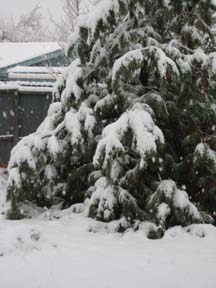 Globs of snow pine tree.jpg