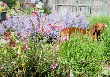 Lilah gaura crop sm2.jpg