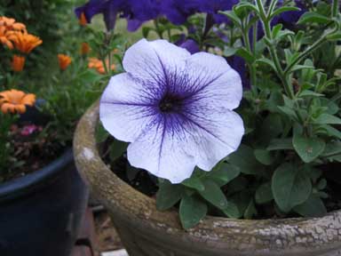 Pale petunia purple veins smr.jpg