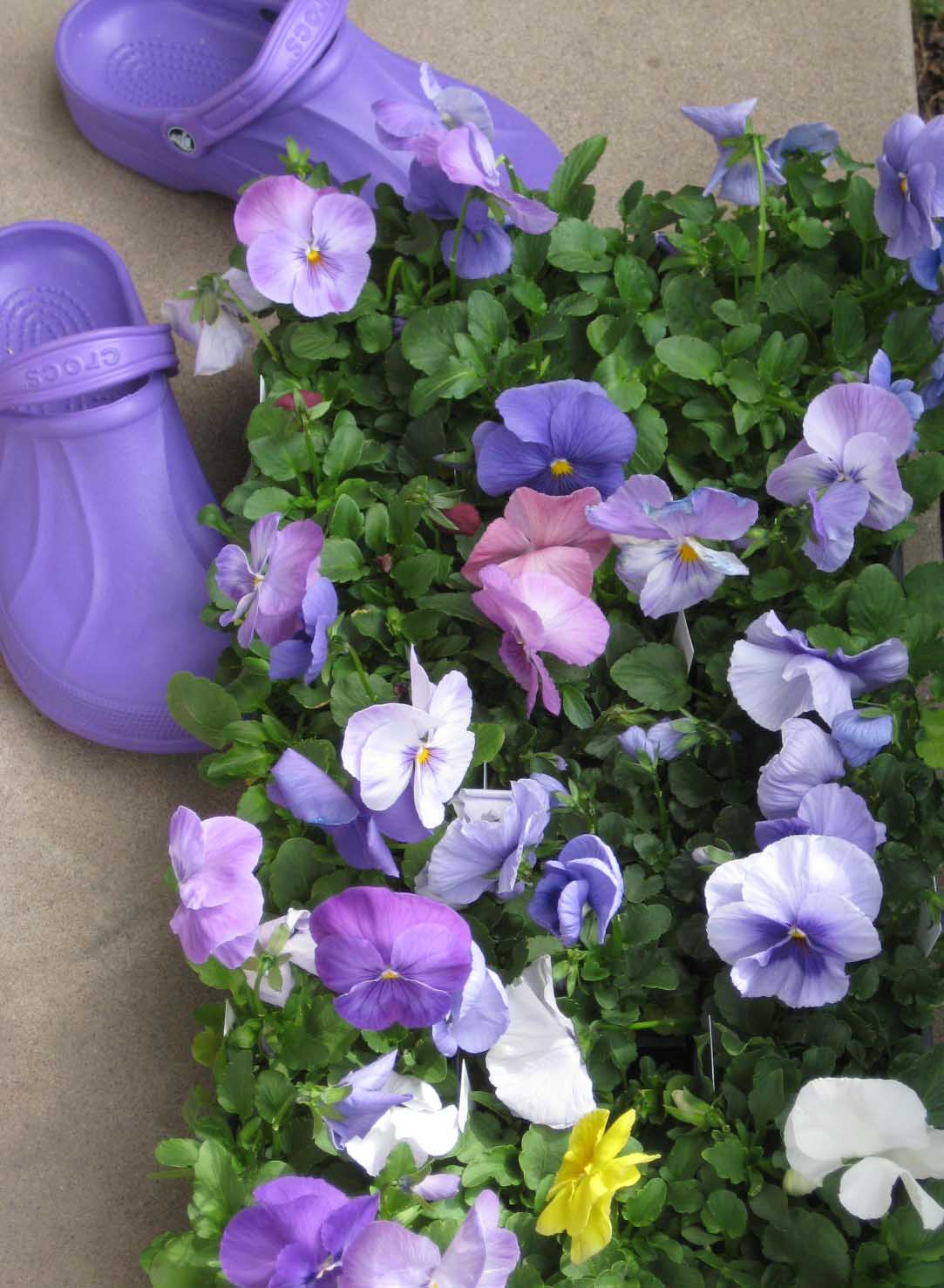 crocs n pansies 08.jpg