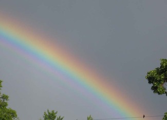 Rainbow bird on wire crop sm.jpg