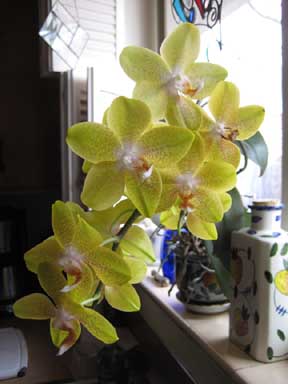 birthday orchid in 09 sm.jpg