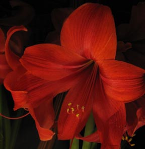 dark amaryllis cr sq sm.jpg