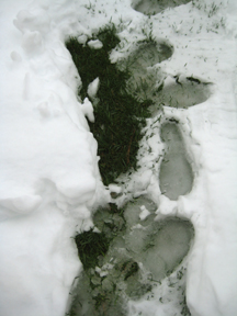 green footprints in snow.jpg