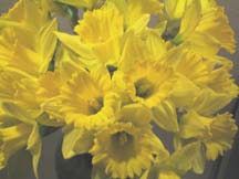 happy daffies sm.jpg