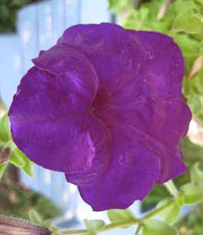 purple petunia closeup.jpg