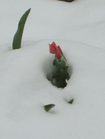 tulips in snow 2.jpg