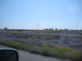 wildflowers I-70 2.jpg